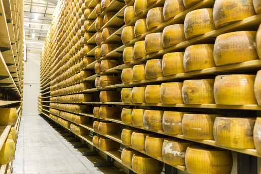Parmigiano Cheese factory production shelves with aging cheese in Italy, Bologna
