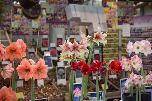 Famouse flower market in the Netherlands Amsterdam