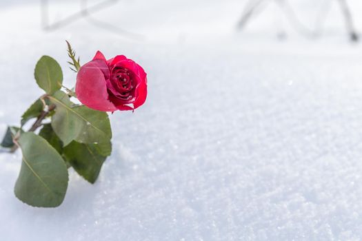 Red rose on snow background