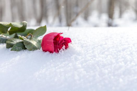 Red rose on snow background