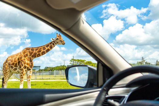 View from a car on Giraffe in drive through safari zoo