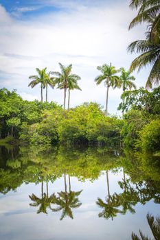 Fairchild tropical botanical garden, Miami, FL, USA. Beautiful palm trees with reflection in lake