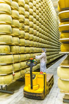 BOLOGNA , ITALY - MAY 02, 2018: Worker inspecting cheese in Parmigiano Cheese factory. Shelves with aging cheese in Italy, Bologna