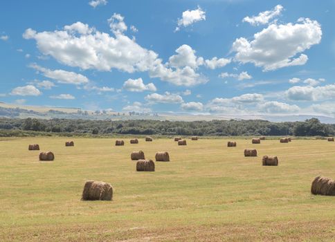 Beautiful landscape with straw bales in summer