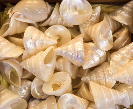 Shell background