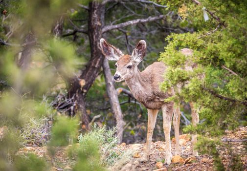 Young deer in usa forest