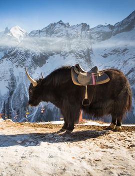 big yak high in winter mountains near ski resort