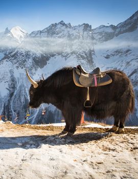 big yak high in winter mountains near ski resort