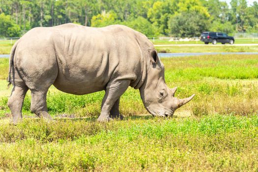 White rhino, rhinoceros walking on grass