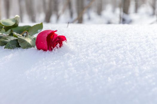 Red rose on snow background