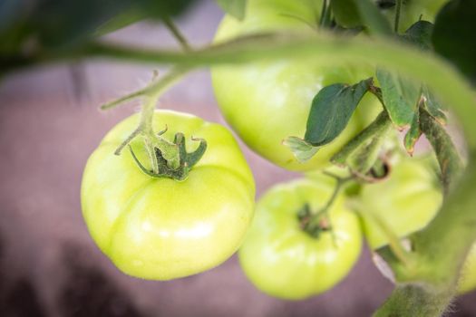 tomato growing in organic farm. Ripe natural tomatoes growing on a branch in a greenhouse