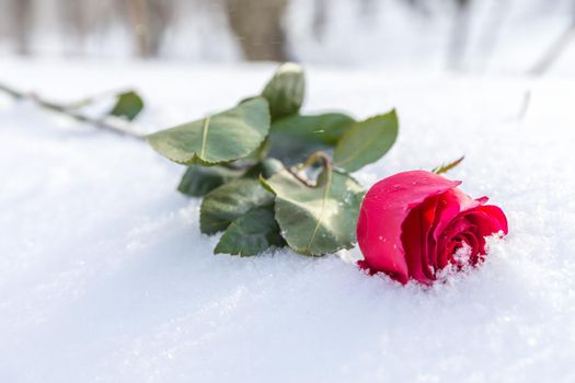 Red rose on snow background