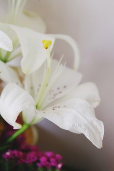 White lily fowers in sunlight close up