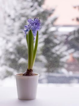 Violet hyacinth blooming flowers in pot on winter nature blurred background.