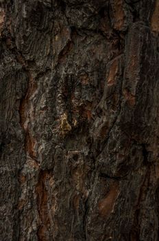 the bark of old pine tree texture, background