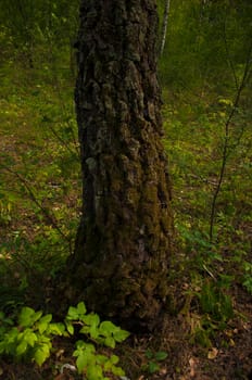Birch tree with moss in forest