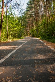 An asphalt road with markings runs through the forest in autumn day