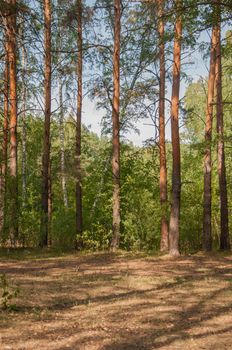 Forest landscape. Beautiful forest nature. Pinery in summer