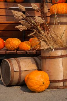 Autumn harvest. Ripe pumpkins on a wooden background. Thanksgiving and halloween concept. Copy space.