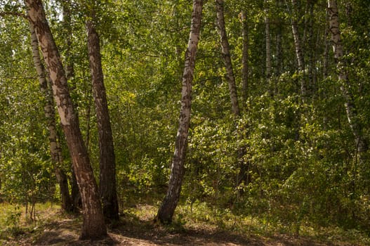 Forest landscape. Beautiful forest nature. Pinery in summer