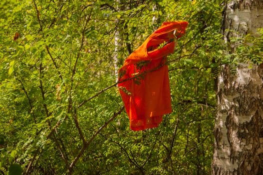 an red old rag is hanging on the branches of a shrub