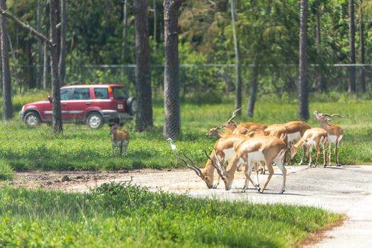 Safari drive through park. Cars driving near animals in cage free zoo