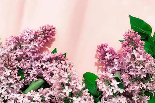 Lilac branch on a pink copyspace background . A flowering branch. Nature