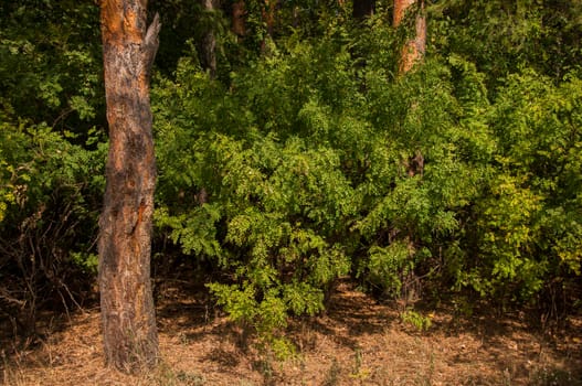 Forest landscape. Beautiful forest nature. Pinery in summer