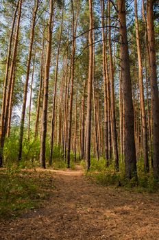 Forest landscape. Beautiful forest nature. Pinery in summer