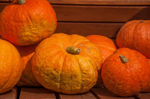 Autumn harvest. Ripe pumpkins on a wooden background. Thanksgiving and halloween concept. Copy space.