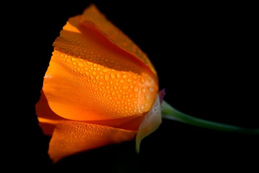 Californian poppy flower with rin drops