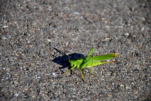 Great Green Bush-Cricket on a street floor