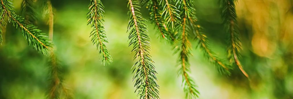 Spruce tree branches as abstract nature background and natural environment concept