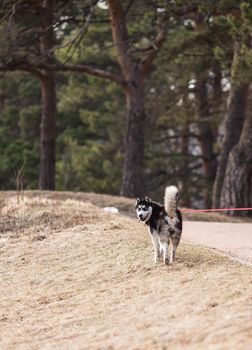 Dog walking in a park and looking back