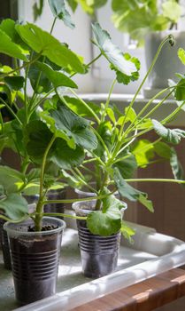 Lots of Geranium plants being grown in plastic