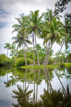 Fairchild tropical botanical garden, Miami, FL, USA. Beautiful palm trees with reflection in lake