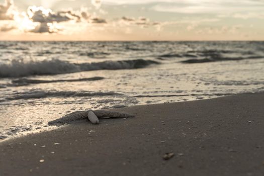 Starfish on the beach