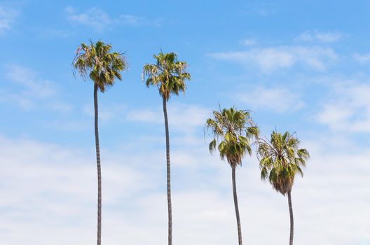 Palm trees on blue sky background