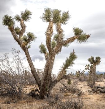Desert landscape in Arizona, USA, Image cross processed