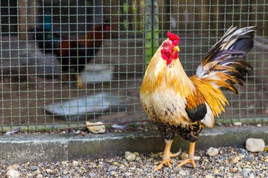 Beautiful Rooster standing next to cage