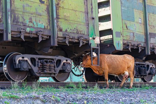 A lone cow accidentally wandered under the wagons of a freight train