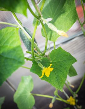 Green cucumber growing in the garden