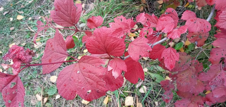 Bright, red viburnum leaves on the branches. They are lit in red or orange.