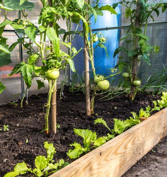 Green tomatoes growing in greenhouse in garden