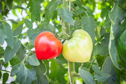 Two tomatoes of heart shape, red and green