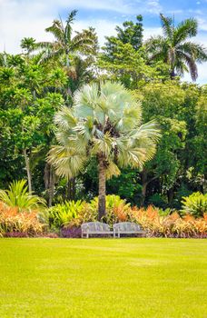 Beautiful garden with nice lawn and palms