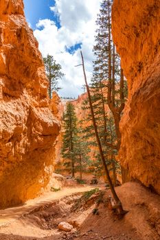 Pine trees in Bryce canyon, USA