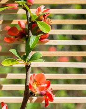 Tree bloom blossom beautiful flowers on a background