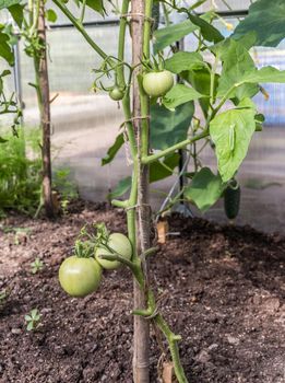 Green tomatoes growing in greenhouse in garden