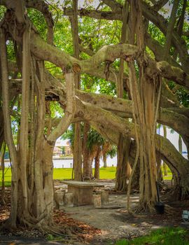 Beautiful Banyan tree in botanical garden